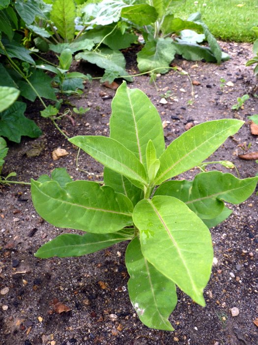 Asclepias syriaca